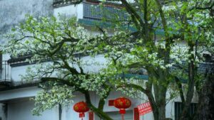 面向中國創作者：如何透過Zalo Mini App、聯盟營銷與在地化提案，觸達想進入東南亞市場的哥斯大黎加品牌並快速變現。