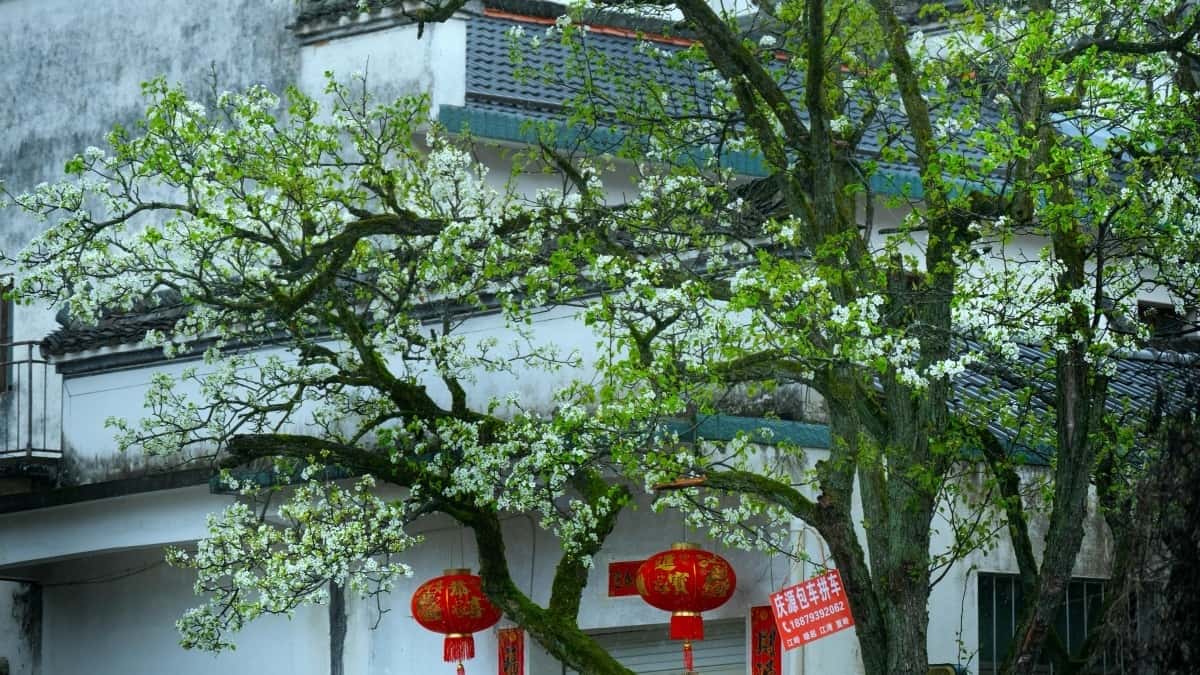 中國創作者用Zalo觸達哥斯大黎加品牌快速變現指南