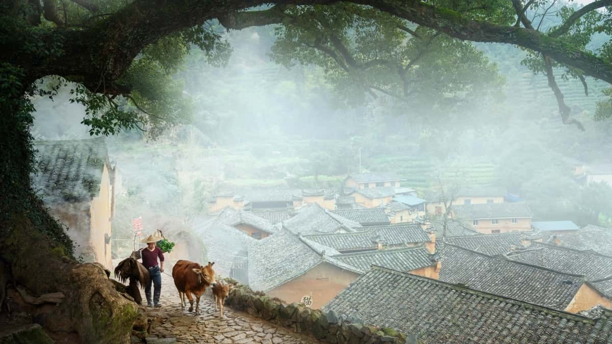 中國創作者：用淘寶找斯里蘭卡品牌證實媒體包