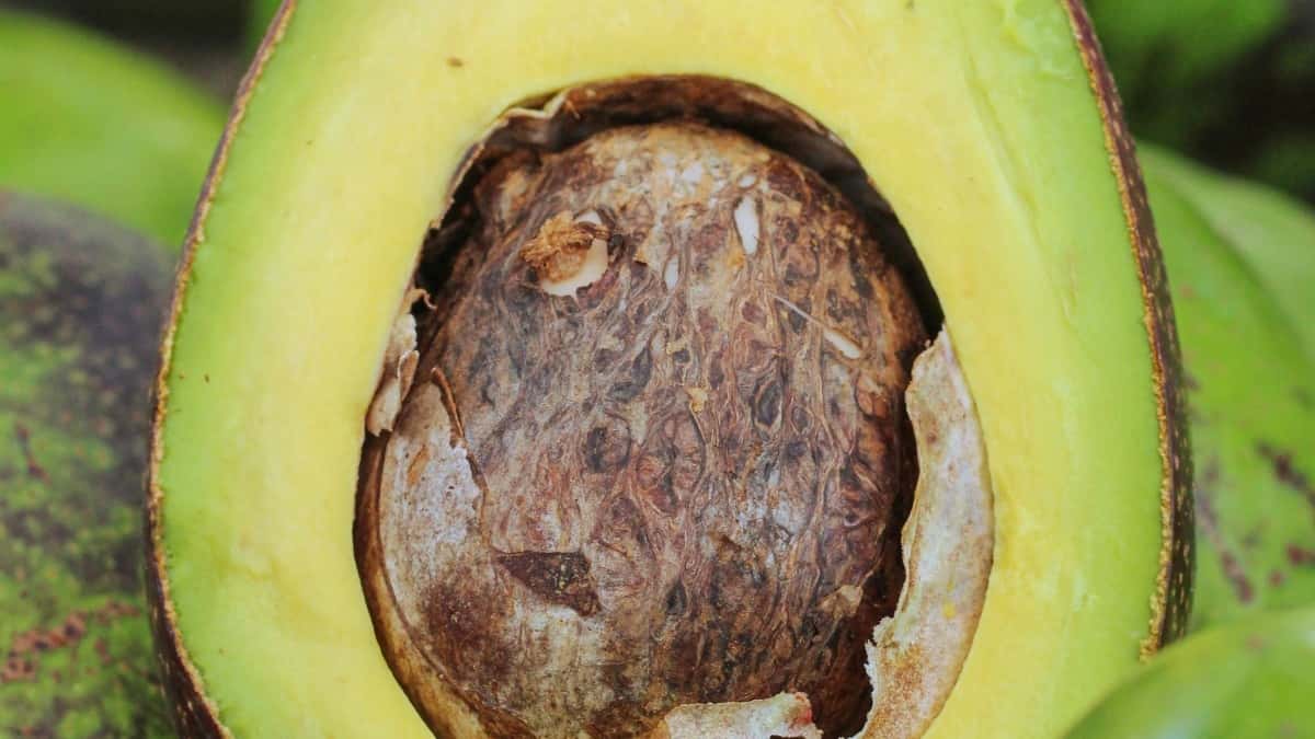 為中國廣告主找到老撾Rumble創作者的實戰手冊