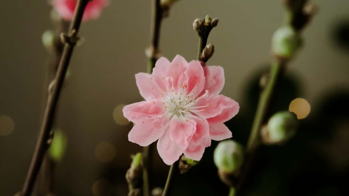 中國廣告主：在沙烏地找Instagram健康生活創作者實戰手冊